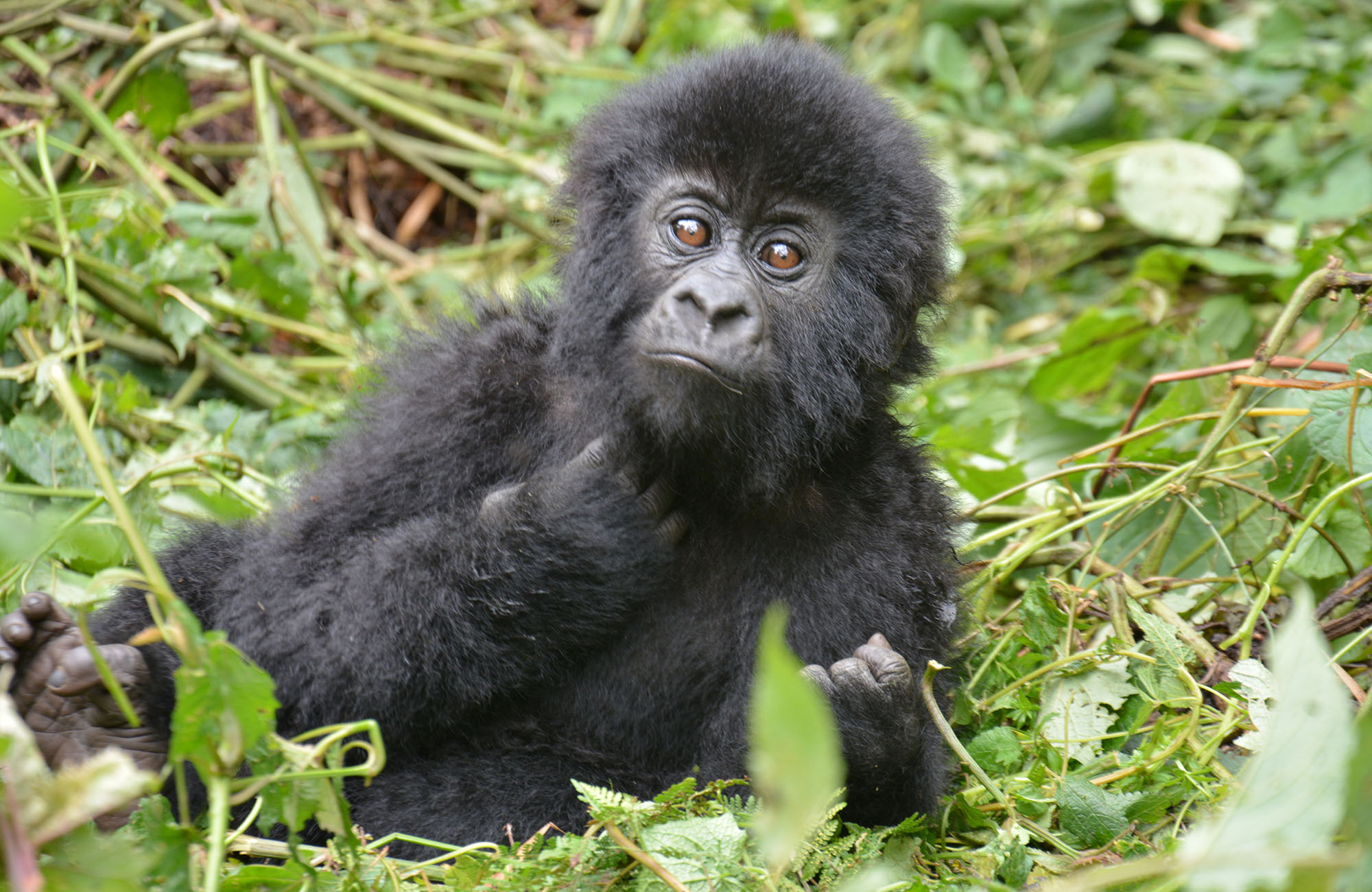 Baby Gorilla